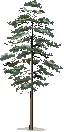 tree plant